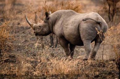 wild nature picture rhino meadow grass scene