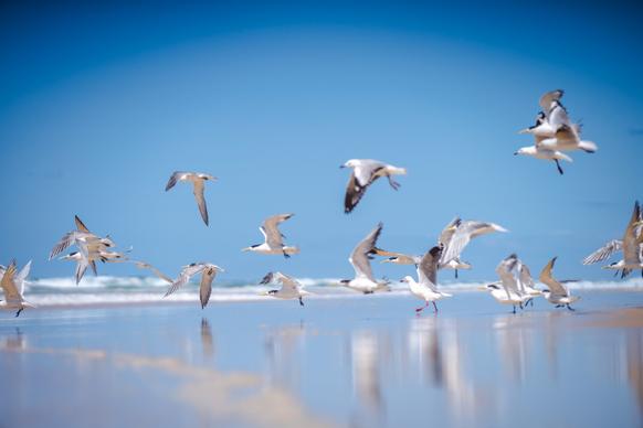wild nature picture sea scene seagulls flock