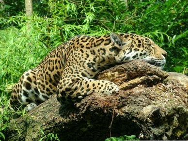 wild nature picture sleeping jaguar scene