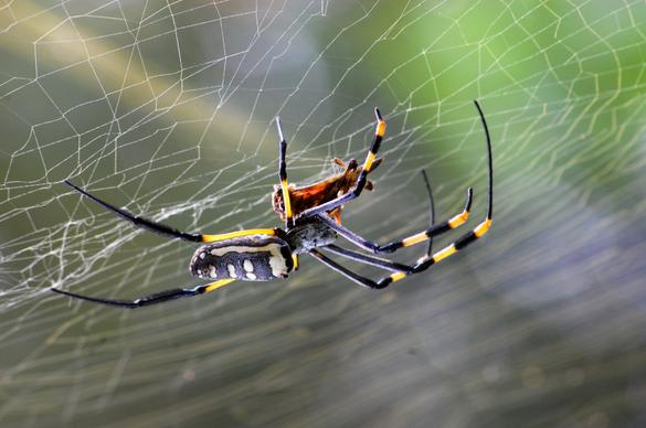 wild nature picture spider web closeup