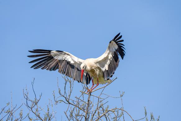 wild nature picture stork perching tree scene