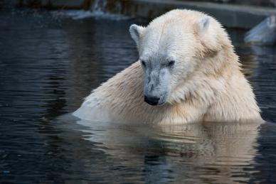 wild nature picture swimming white bear