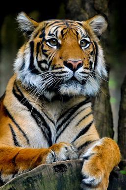 wild nature picture tiger face closeup 