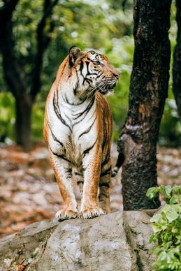 wild nature picture tiger forest scene 