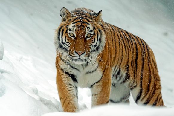 wild nature picture tiger walking snow scene 