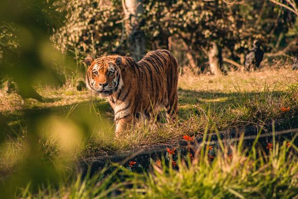 wild nature picture walking tiger scene 