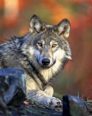 wild nature picture wolf look closeup 
