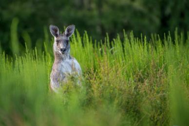 wild nature scene picture funny kangaroo meadow realistic