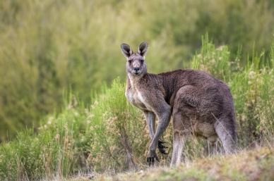 wild nature scene picture kangaroo forest scenery