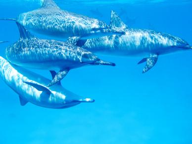 wild ocean backdrop picture dolphins herd swimming scene