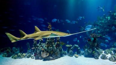 wild ocean backdrop picture elegant contrast shark scene