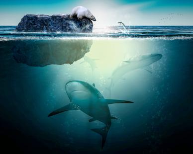 wild ocean backdrop picture white bear shark contrast realistic scene