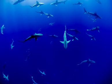 wild ocean picture backdrop dynamic swimming sharks 