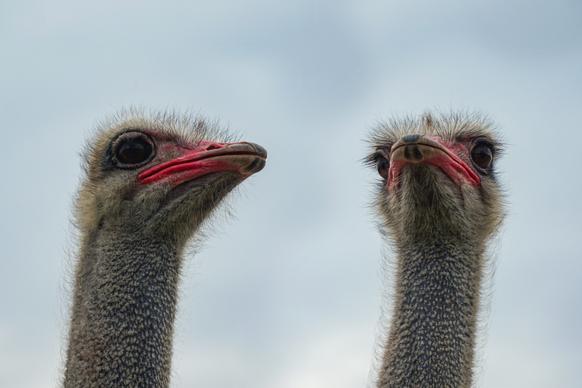 wild ostrich picture cute closeup