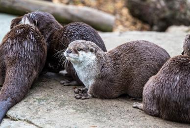 wild otters picture cute realistic