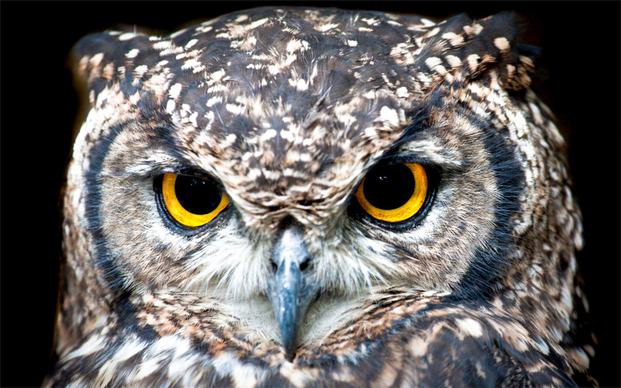 wild owl picture face closeup
