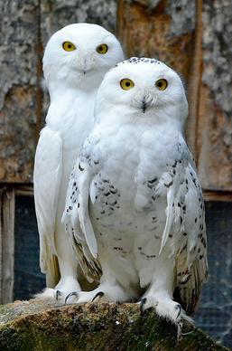 wild owls picture elegant modern closeup