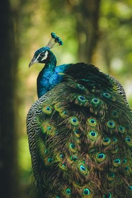 wild peacock picture beautiful blurred contrast