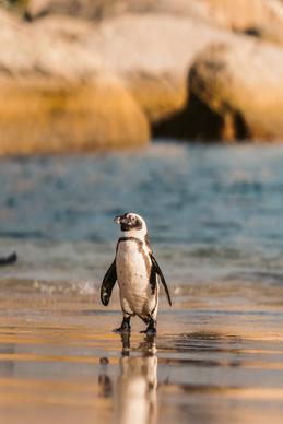 wild penguin picture dynamic blurred sea scene