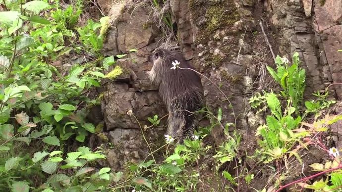 wild porcupine climbing on rocky wall