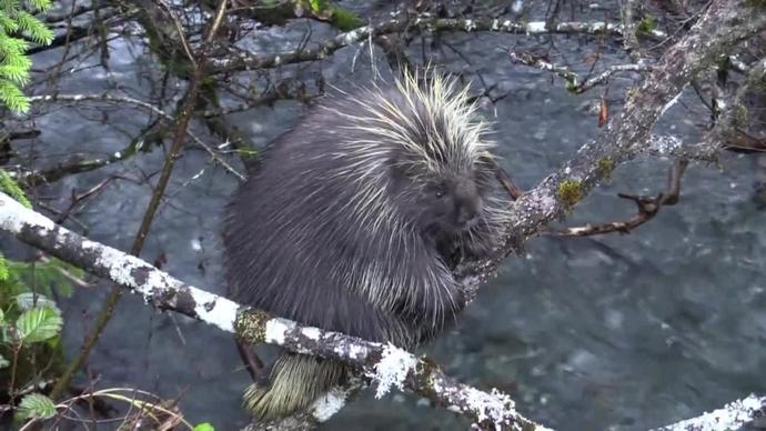wild porcupine climbing on tree in nature