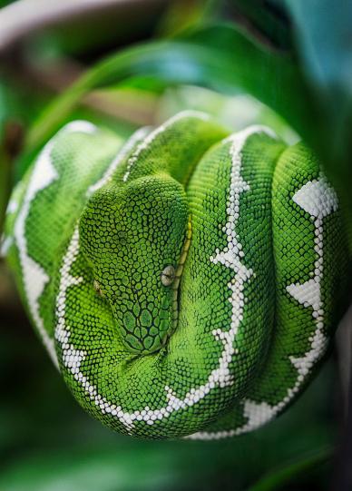 wild python picture elegant blurred closeup