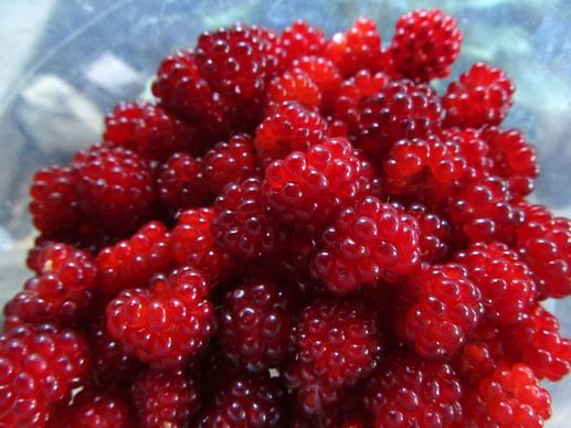 wild red raspberries