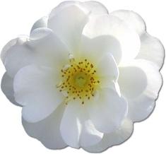 Wild Rose White 2