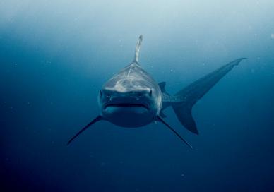 wild shark picture backdrop contrast closeup