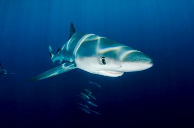 wild shark picture backdrop contrast elegant closeup