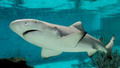 wild shark picture elegant closeup