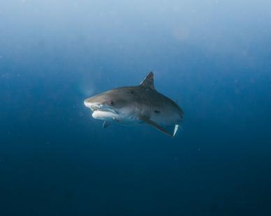 wild shark picture elegant dynamic