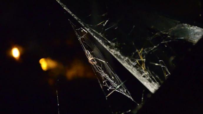 wild spider crawling on web