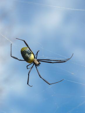wild spider scenery picture low view bright 