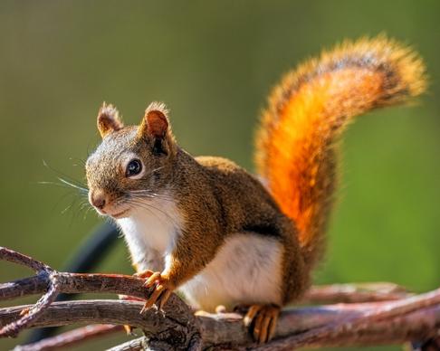 wild squirrel picture elegant closeup 