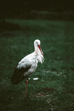 wild stork picture contrast closeup