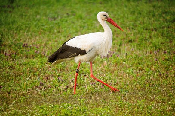 wild stork picture dynamic walking meadow scene