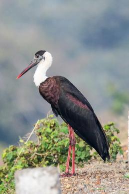 wild stork picture elegant closeup