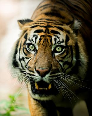 wild tiger picture aggressive face closeup 
