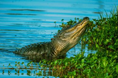 wild tropical picture dynamic crocodile pond scene 