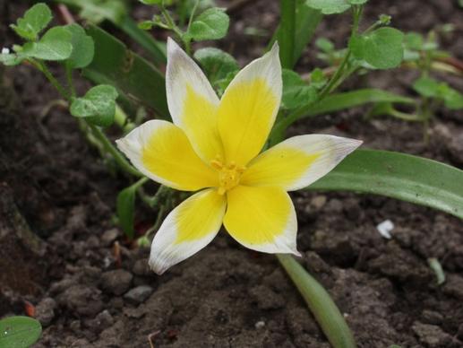 wild tulip flower yellow white