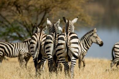 wild zebra horse picture elegant dynamic