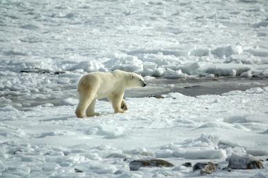 wilderness backdrop picture dynamic walking polar bear snow scene