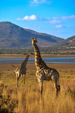 wilderness backdrop picture giraffe herd mountain meadow scene 