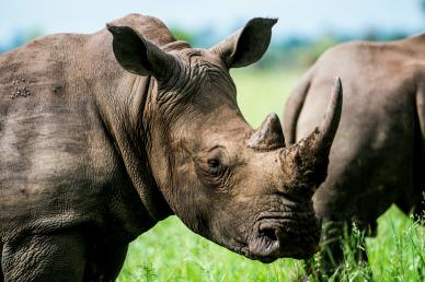 wilderness backdrop picture rhino closeup