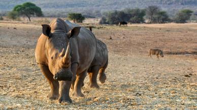 wilderness backdrop picture rhino grassland scene