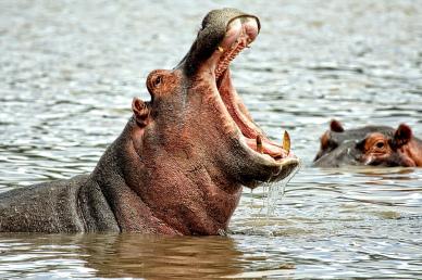 wilderness backdrop picture swimming hippo herd