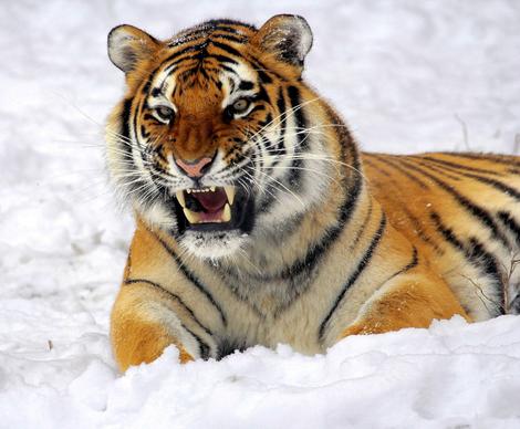 wilderness picture aggressive tiger snow scene 