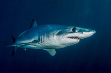 wilderness picture backdrop swimming shark closeup 