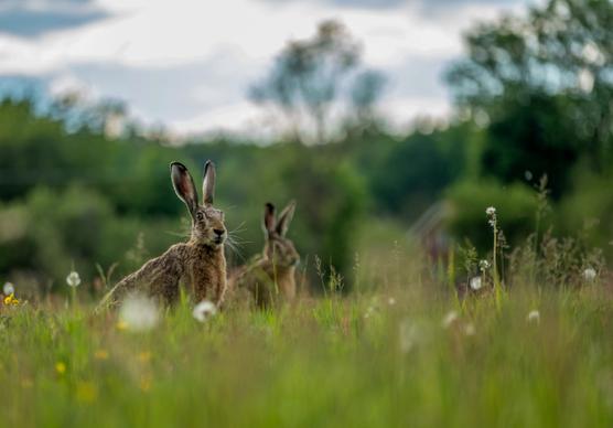 wilderness picture blurred rabbit meadow scene